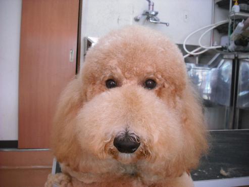 ファイル 1221-1.jpg