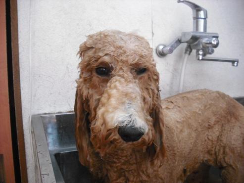 ファイル 1221-2.jpg