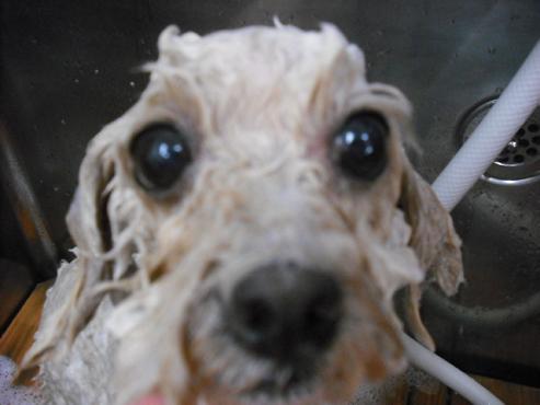 ファイル 1227-2.jpg