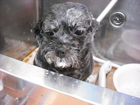 ファイル 1228-2.jpg