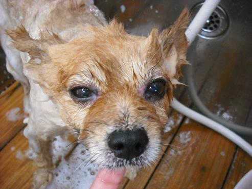 ファイル 1229-2.jpg