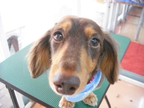 ファイル 1231-1.jpg