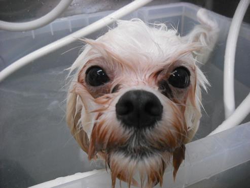 ファイル 1234-2.jpg