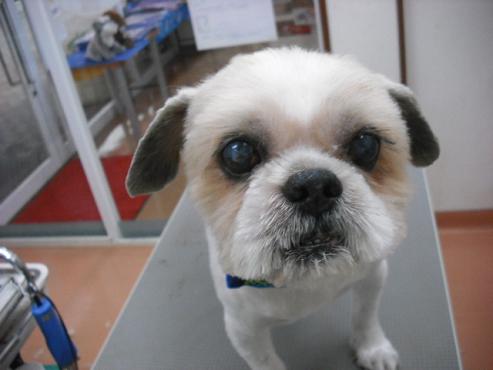 ファイル 1235-1.jpg