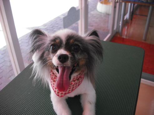 ファイル 1236-1.jpg