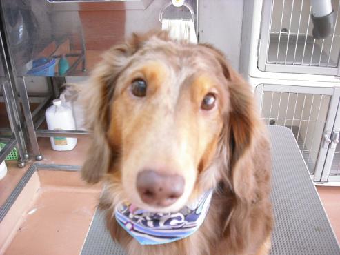 ファイル 1237-1.jpg