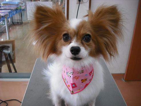 ファイル 1244-1.jpg