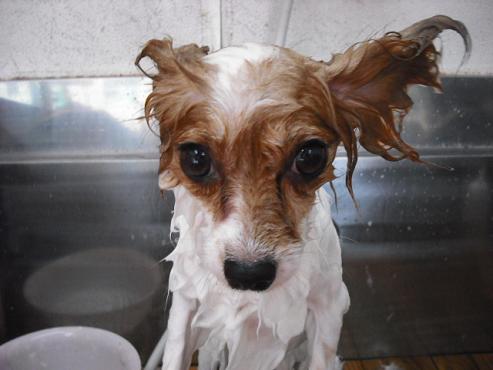 ファイル 1244-2.jpg