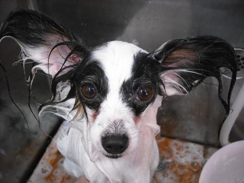 ファイル 1245-2.jpg