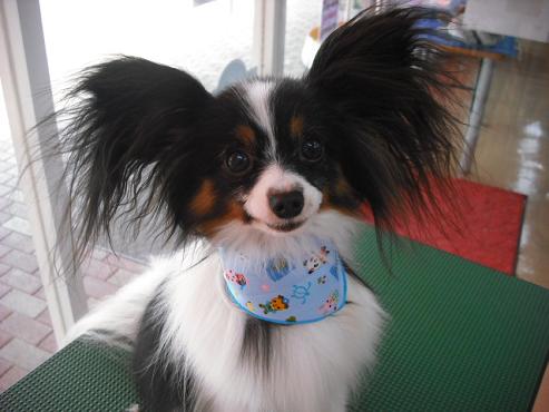 ファイル 1246-1.jpg