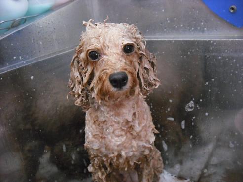 ファイル 1247-2.jpg