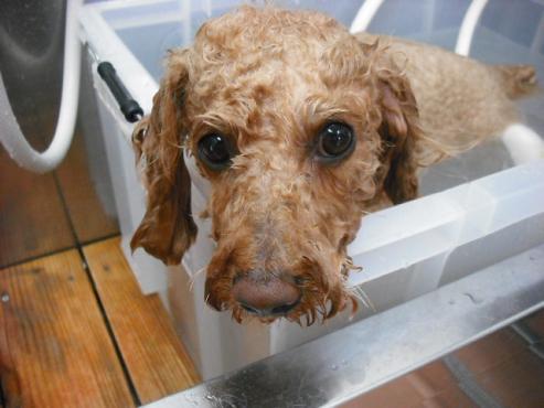 ファイル 1248-2.jpg