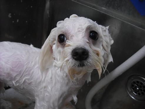 ファイル 1250-2.jpg