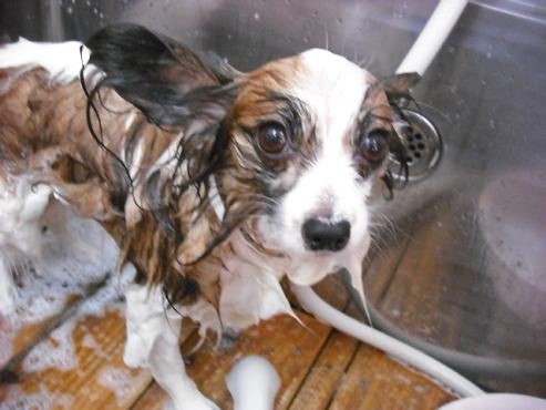 ファイル 1253-2.jpg