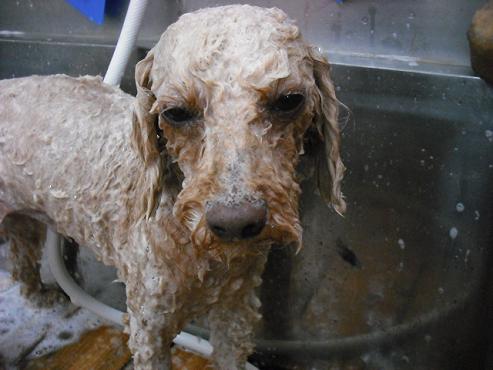 ファイル 1255-2.jpg