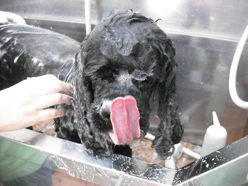 ファイル 1258-2.jpg