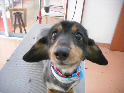 ファイル 1259-1.jpg