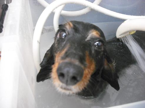 ファイル 1259-2.jpg