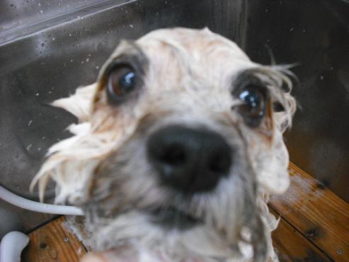 ファイル 1260-2.jpg