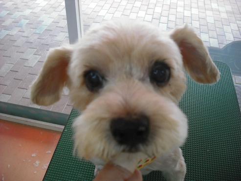 ファイル 1261-1.jpg