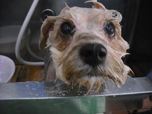 ファイル 1261-2.jpg