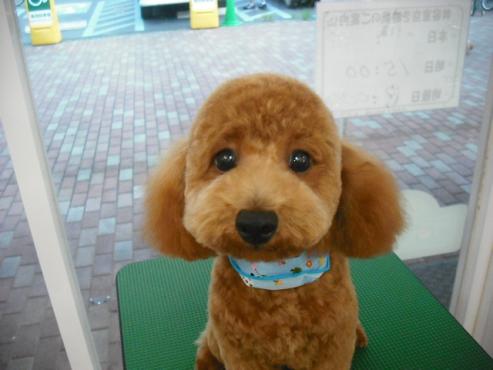 ファイル 1262-1.jpg