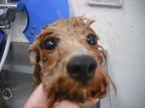 ファイル 1262-2.jpg