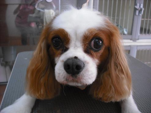 ファイル 1266-1.jpg