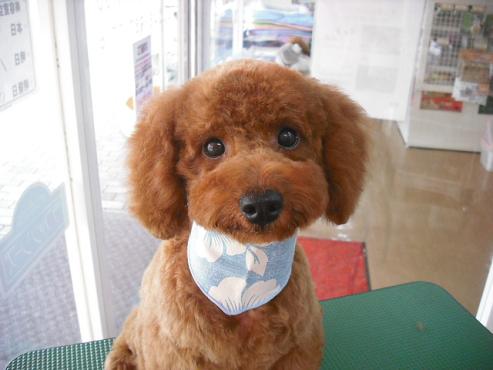 ファイル 1267-1.jpg