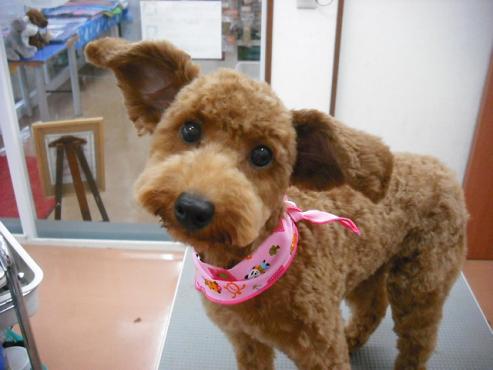 ファイル 1268-1.jpg