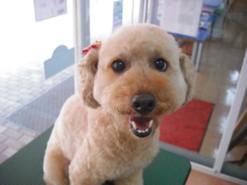 ファイル 1271-1.jpg