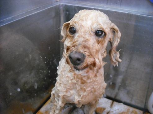 ファイル 1271-2.jpg