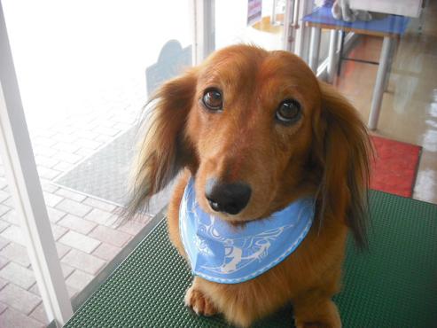 ファイル 1273-1.jpg