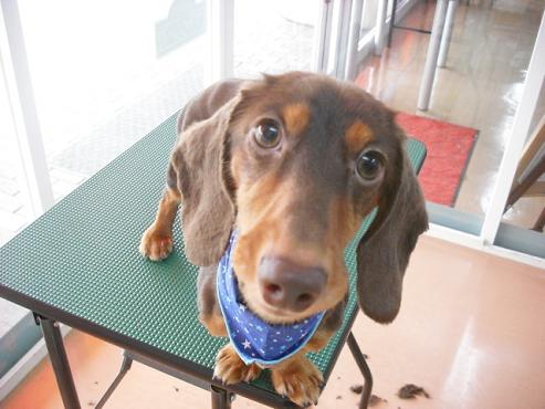 ファイル 1275-1.jpg