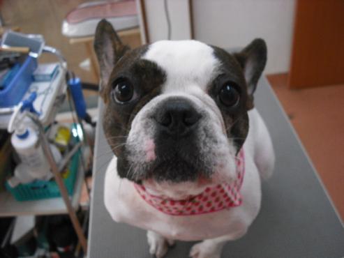 ファイル 1277-1.jpg