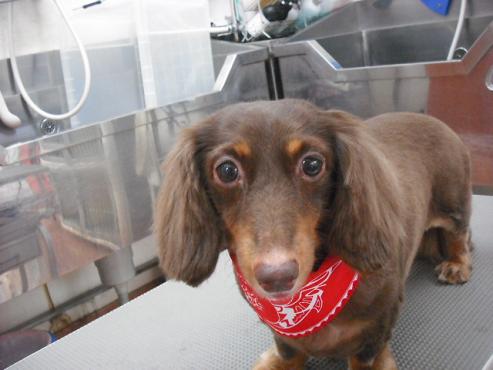 ファイル 1281-1.jpg