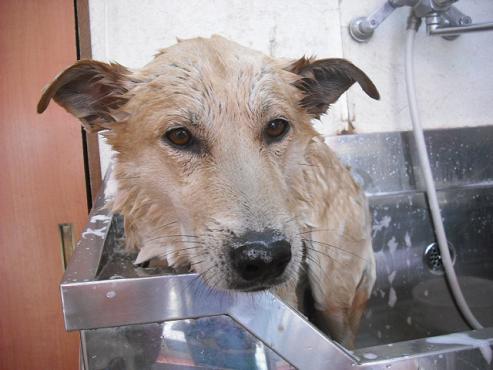 ファイル 1282-1.jpg