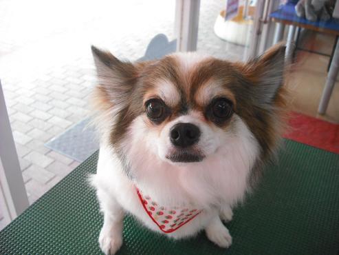 ファイル 1283-1.jpg