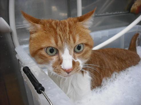 ファイル 1287-2.jpg