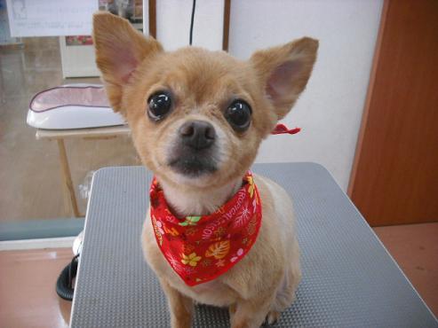 ファイル 1291-1.jpg