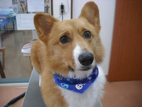 ファイル 1292-1.jpg