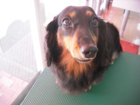 ファイル 1293-1.jpg