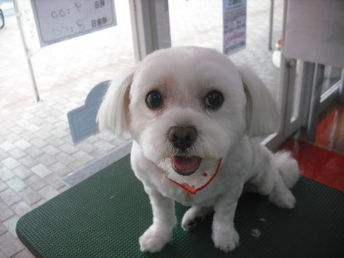 ファイル 1294-1.jpg