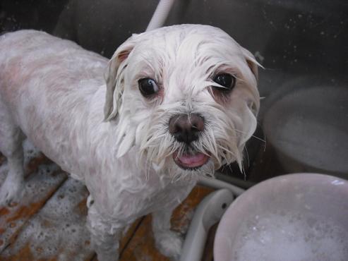 ファイル 1294-2.jpg