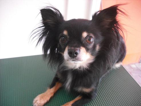 ファイル 1295-1.jpg