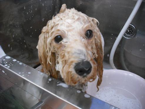 ファイル 1296-2.jpg