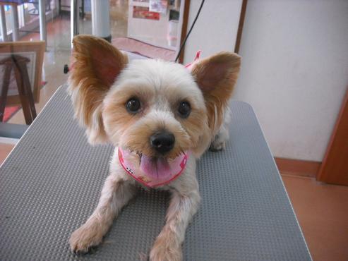 ファイル 1298-1.jpg