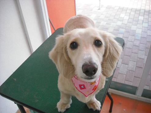 ファイル 1304-1.jpg