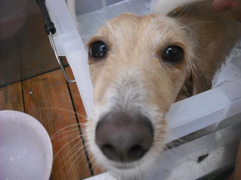 ファイル 1304-2.jpg