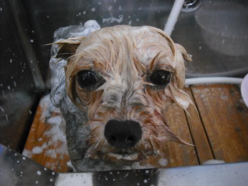 ファイル 1305-2.jpg